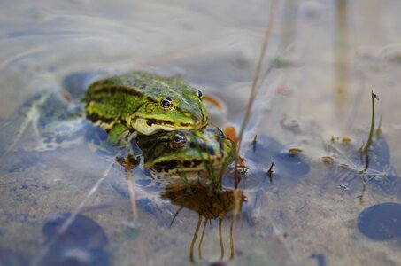 Nature pond frog