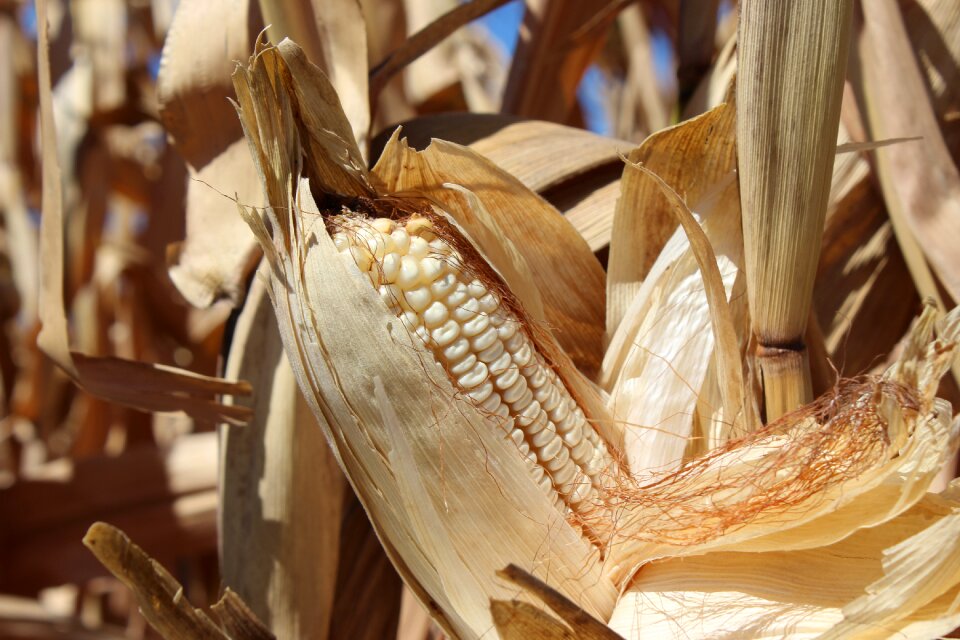 Cornfield dried corn harvest