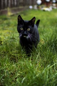 Nature charming kitten