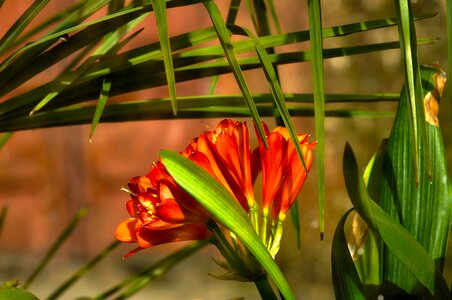 Clivia miniata blossoming amaryllidaceae