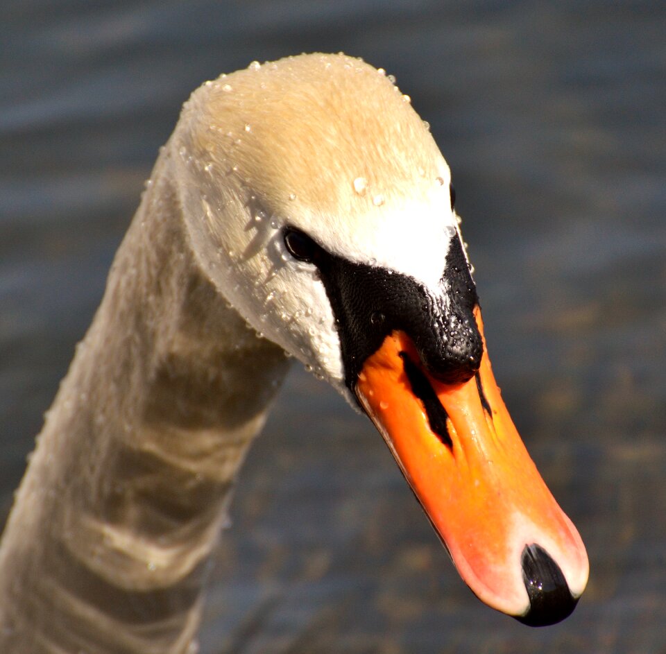 Animal schwimmvogel pride