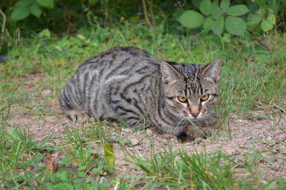 Mackerel animal domestic cat photo