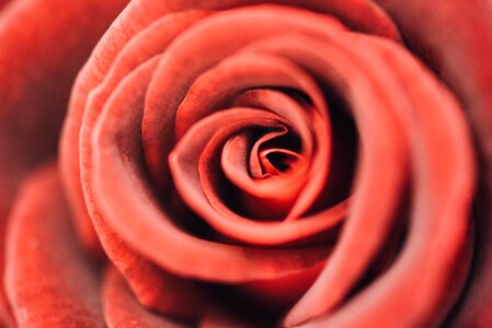 Petal rose red rose