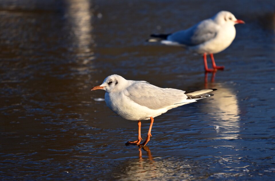 Laridae wildlife fauna