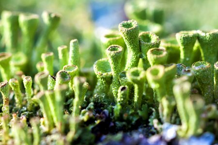 Dew plant close up