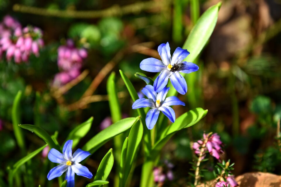 Forbes' glory-of-the-snow spring flower spring time