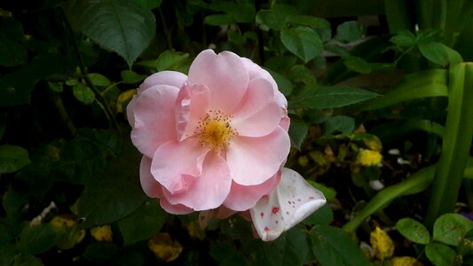 Pink roses lush flowering photo