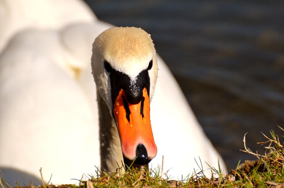 Animal schwimmvogel pride