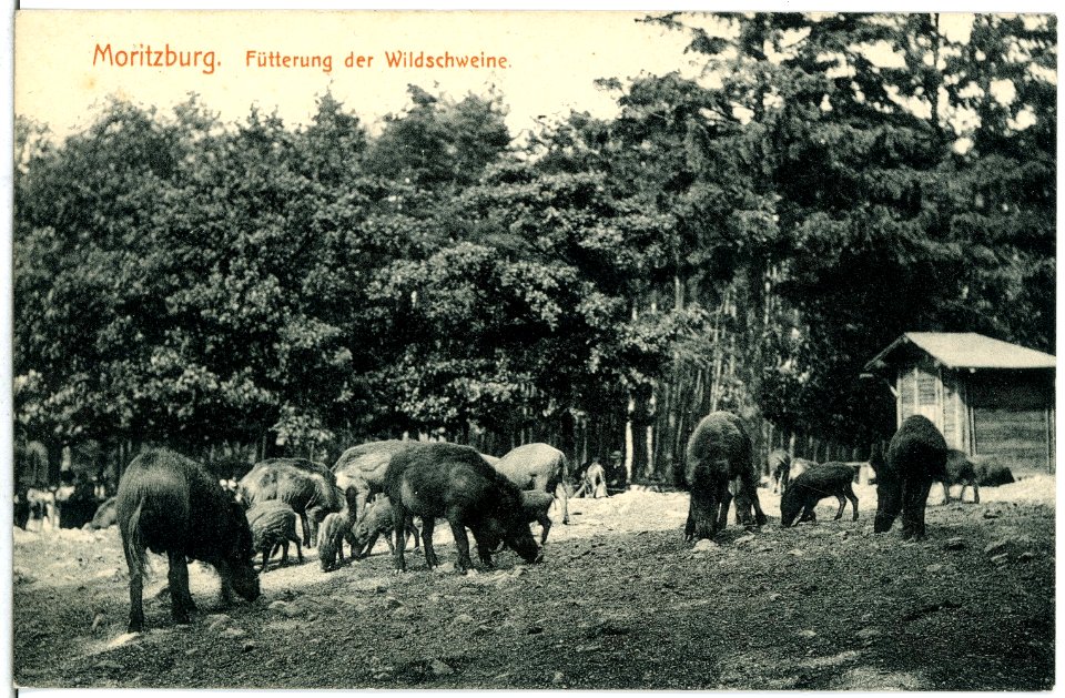 14831-Moritzburg-1912-Wildschweinfütterung-Brück & Sohn Kunstverlag