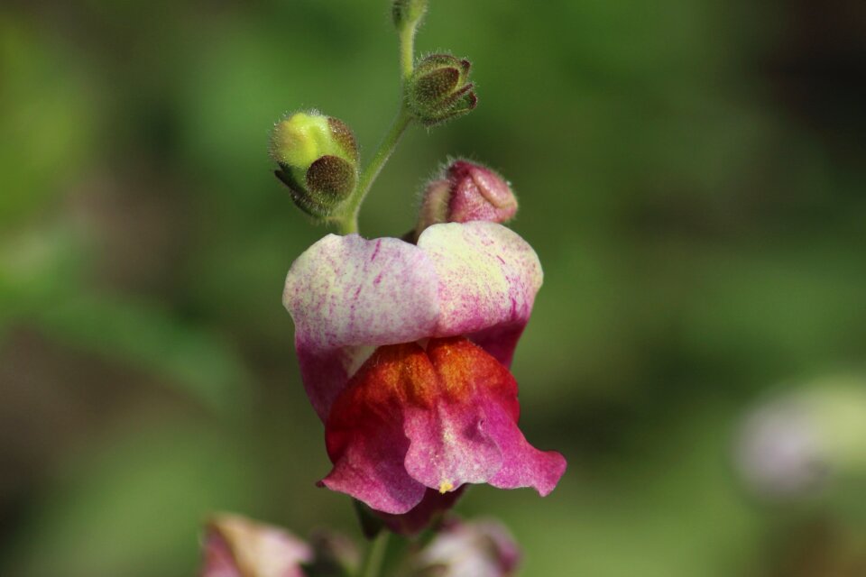 Nature sheet bud