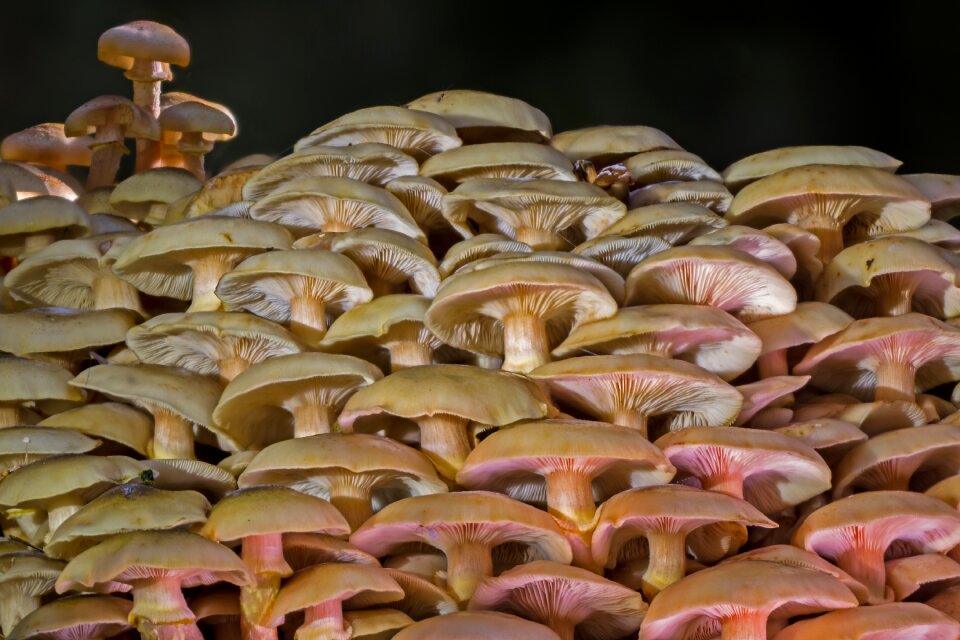 Mushroom collection close up disc fungus photo