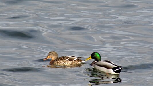 Body of water birds swimming photo