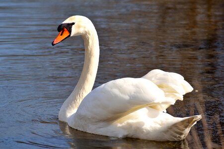 Animal schwimmvogel pride photo