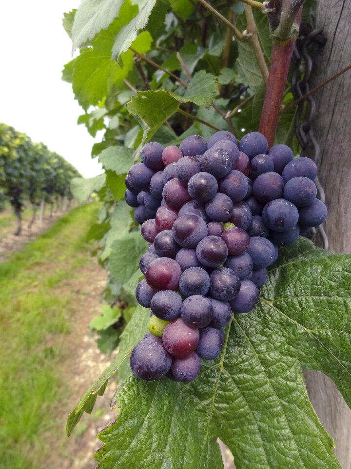 Grape winegrowing grapes