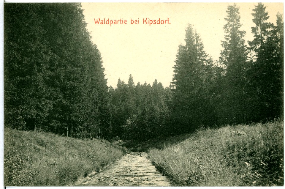 10563-Kipsdorf-1909-Waldpartie-Brück & Sohn Kunstverlag