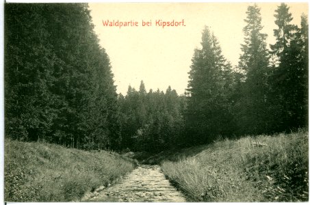 10563-Kipsdorf-1909-Waldpartie-Brück & Sohn Kunstverlag