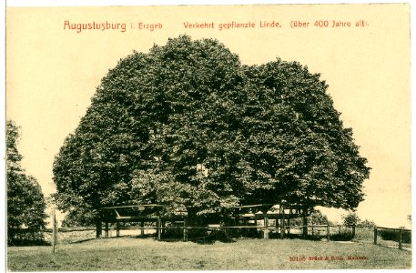 10195-Augustusburg-1908-Verkehrt gepflanzte Linde-Brück & Sohn Kunstverlag