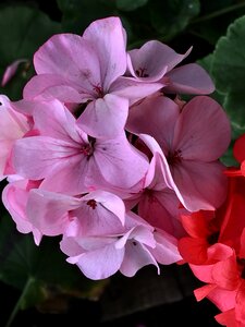 Flower pink flowers photo