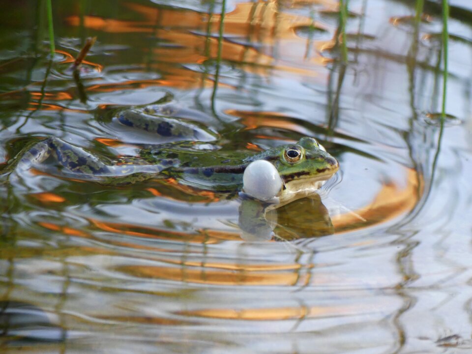 Nature garden animals