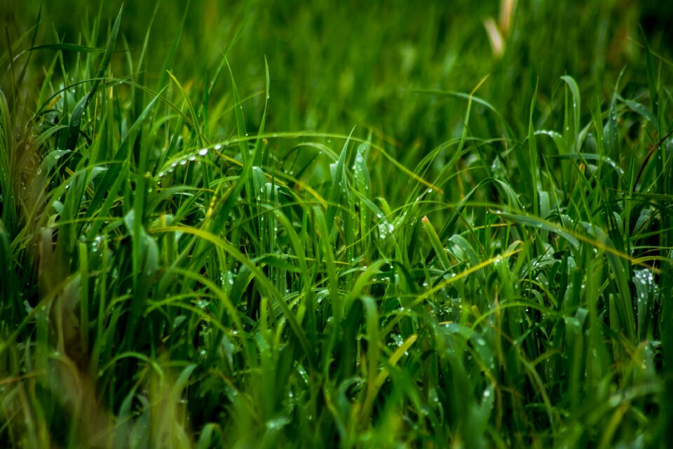 Wet raining rain drops