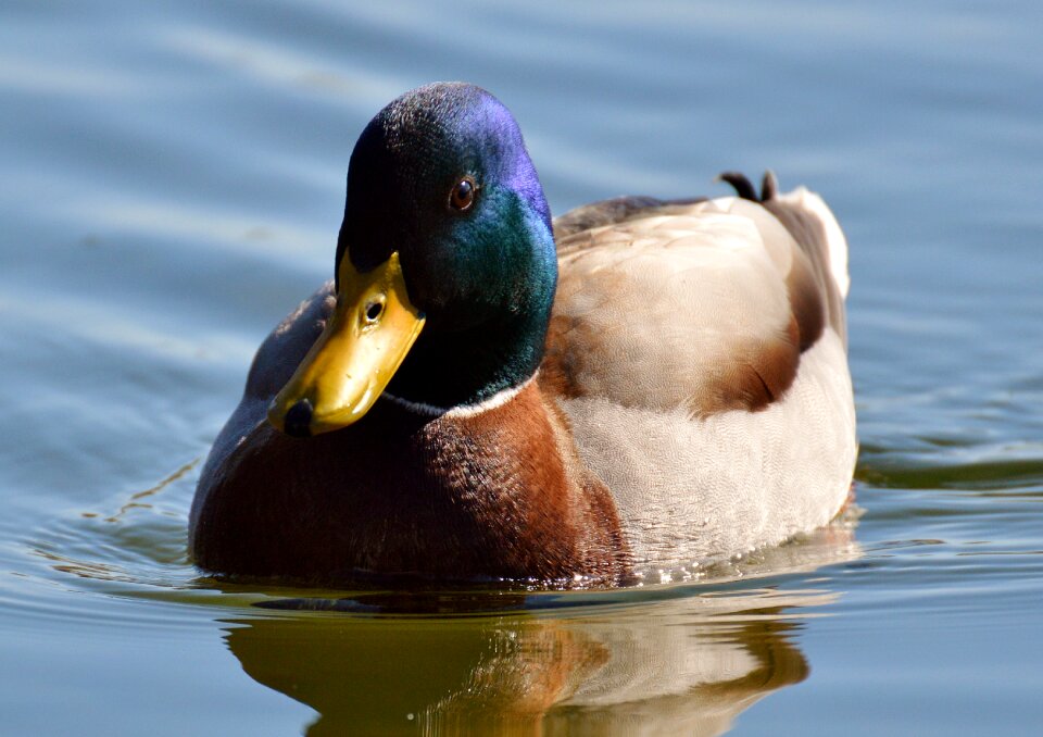 Colorful water bird duck bird