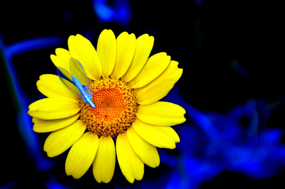 Yellow flower margaret Free photos