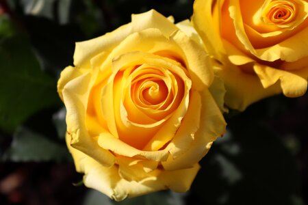 Bloom flower rose bloom