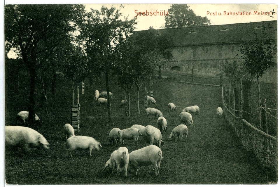 10410-Seebschütz-1908-Scheune und Schweine-Brück & Sohn Kunstverlag