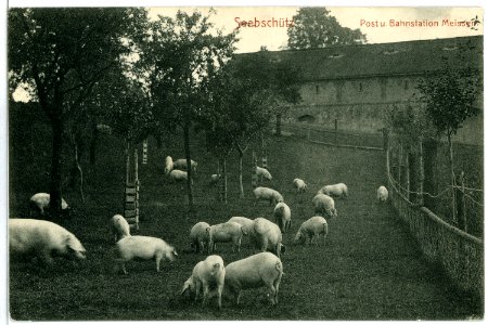 10410-Seebschütz-1908-Scheune und Schweine-Brück & Sohn Kunstverlag photo