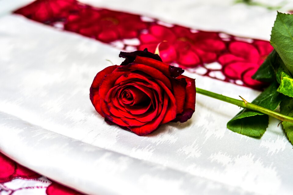 Flower love romantic