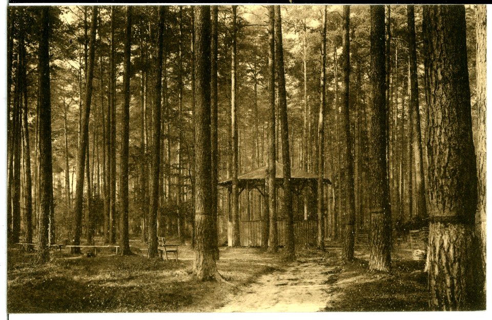 10552-Bad Hartha-1909-im Kurpark-Brück & Sohn Kunstverlag