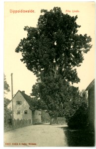 10521-Dippoldiswalde-1908-Alte Linde-Brück & Sohn Kunstverlag