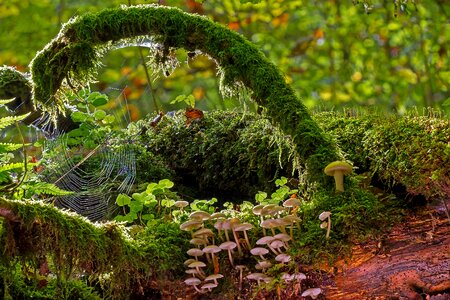 Cobweb mossy branch backlighting photo