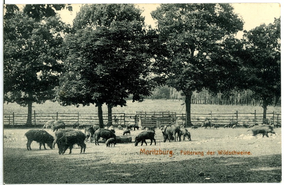 14832-Moritzburg-1912-Wildschweinfütterung-Brück & Sohn Kunstverlag