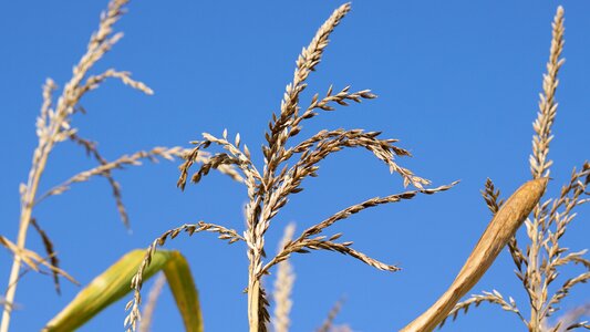 Field sky summer photo