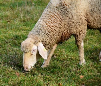 White sheep ovis gmelini aries wool photo