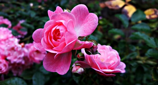 Rose garden rose petals blooming flower