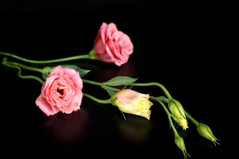 Flowers lisianthus pink flowers photo