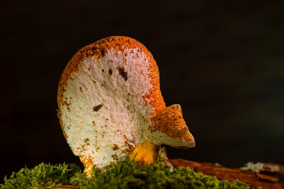 Mushroom with peckiella with parasite