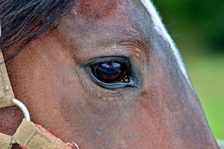 Horse head horse eye eyelashes photo