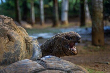 Animal world animal wild