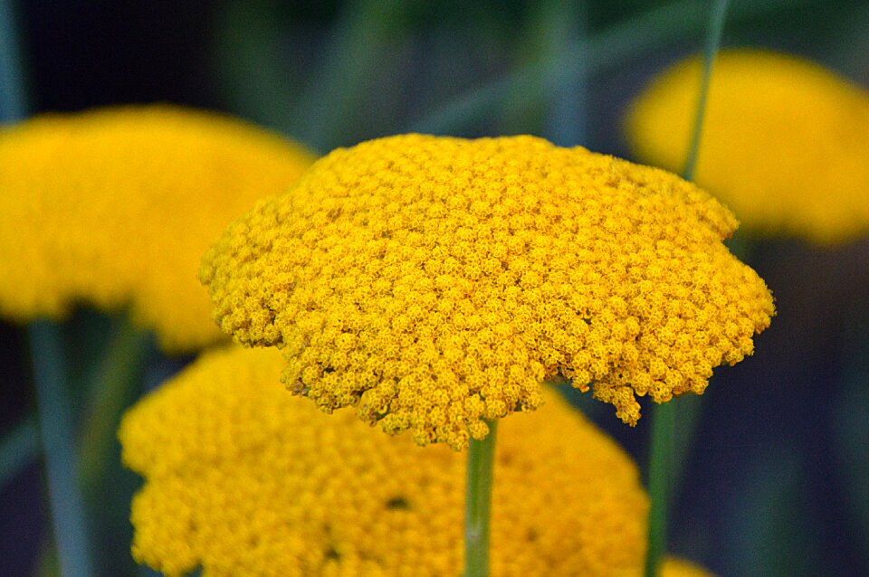Yellow flower plant summer flowers