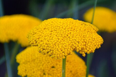 Yellow flower plant summer flowers photo