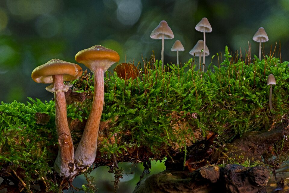 Moss forest mini mushroom