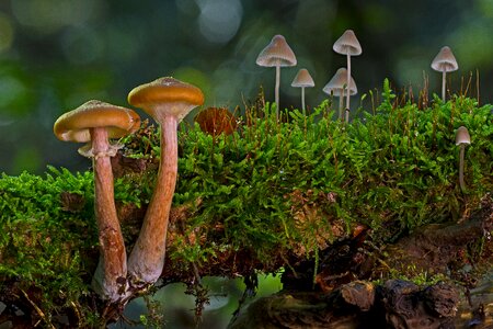 Moss forest mini mushroom photo