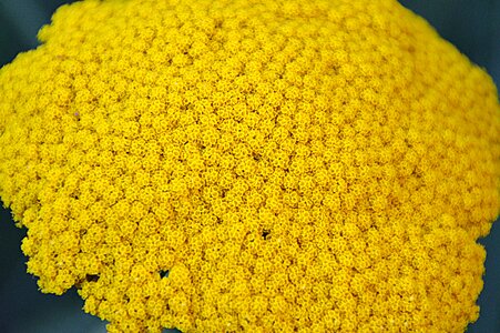 Yellow flower plant summer flowers photo