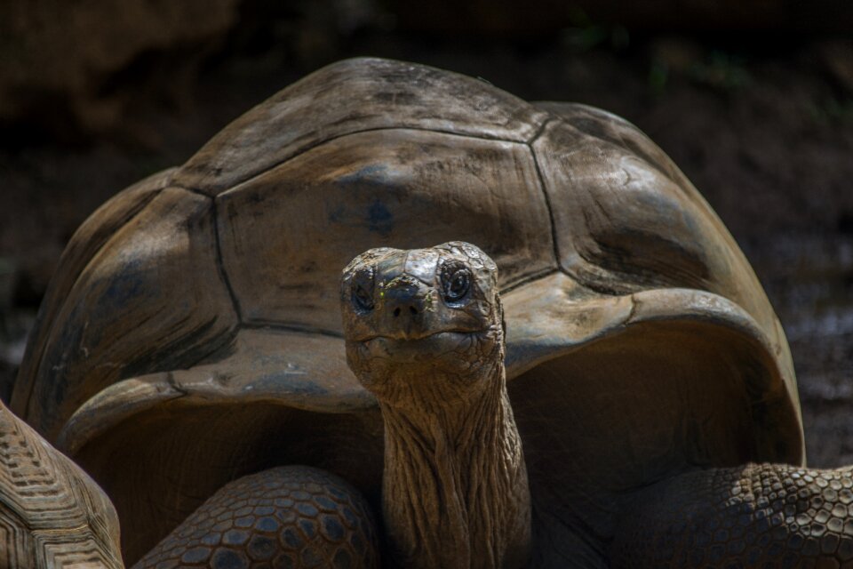 Reptile slowly nature