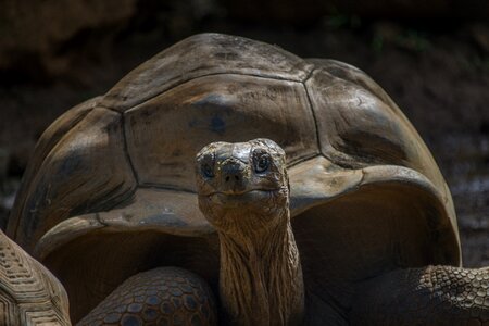 Reptile slowly nature