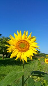Sunflower meadow owen