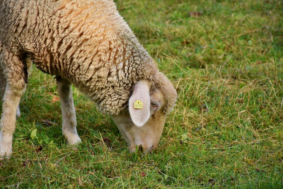 White sheep ovis gmelini aries wool